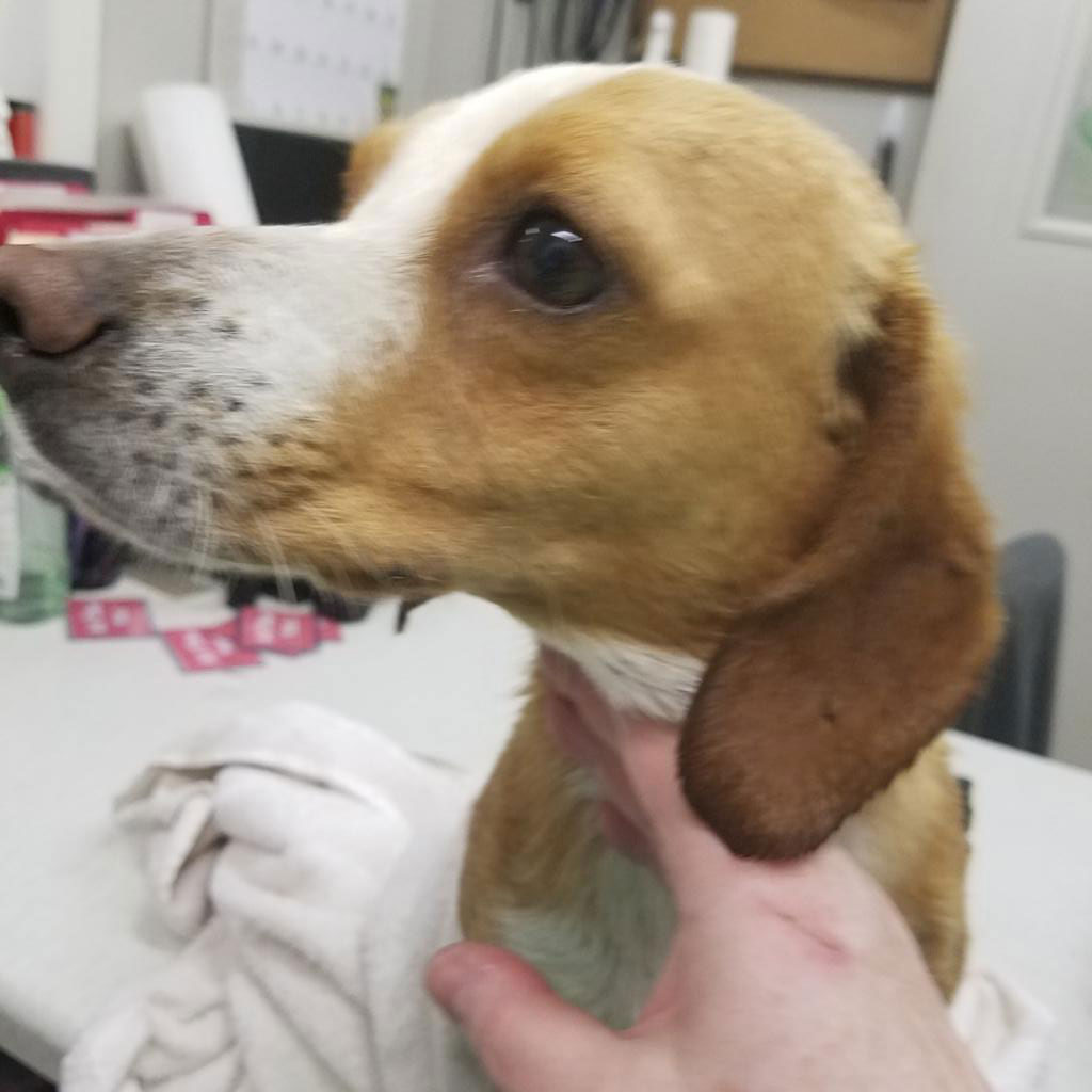 Pup Saved from Tick Infestation